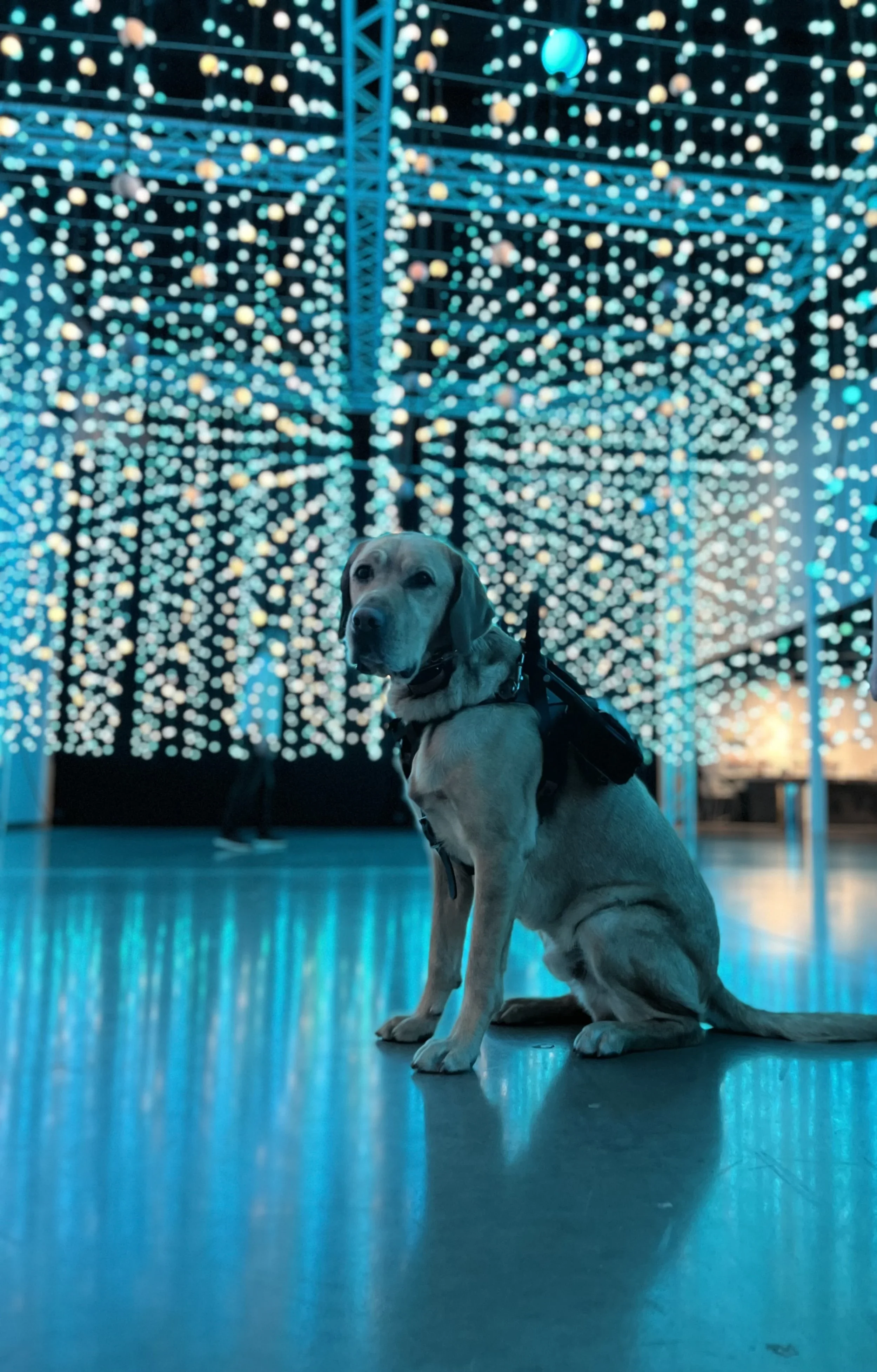 no-fake-sd-service-dog-advocacy